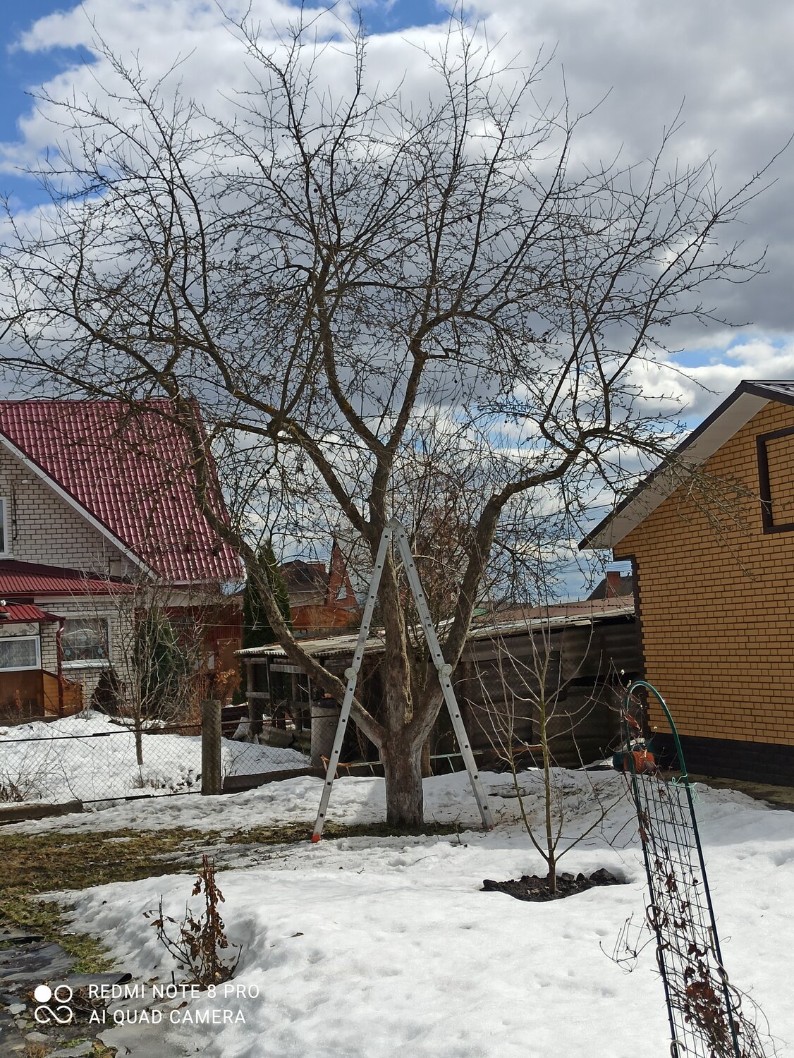 дача, участок, в деревне, загородный дом, плодовое дерево