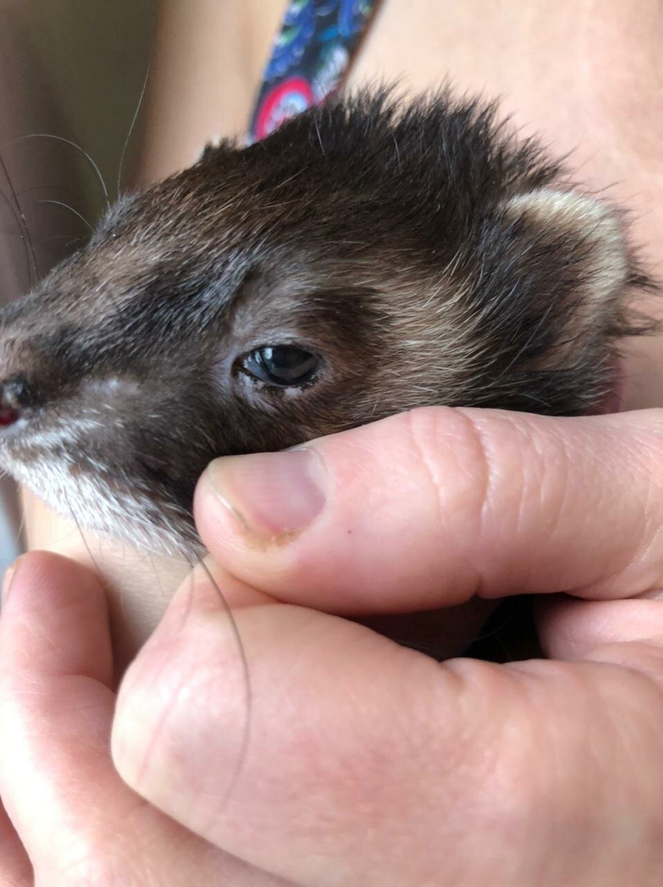 Хорек в Москве: 12 исполнителей со средним рейтингом 4.8 с отзывами и ...