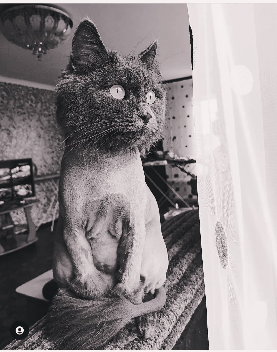 кот, кошка, котик, чёрный кот, смешные черные коты