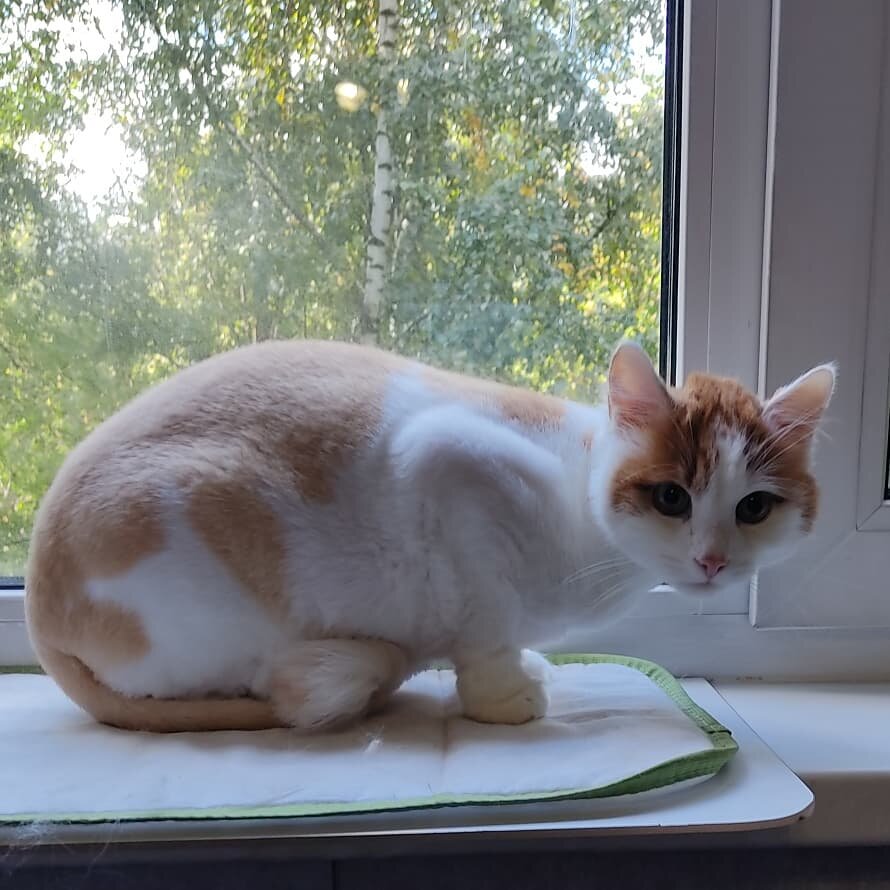 домашние животные, кот, кошка, кошечка, рыже белый кот
