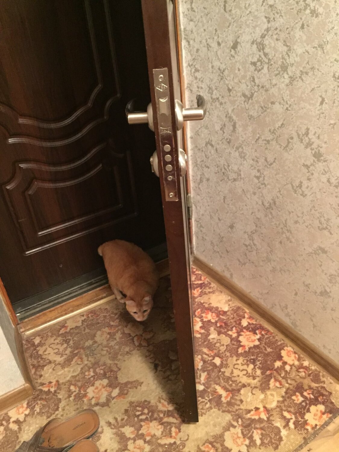 дверь, закрытая дверь, котик за дверью, взломанная дверь, открывать двери