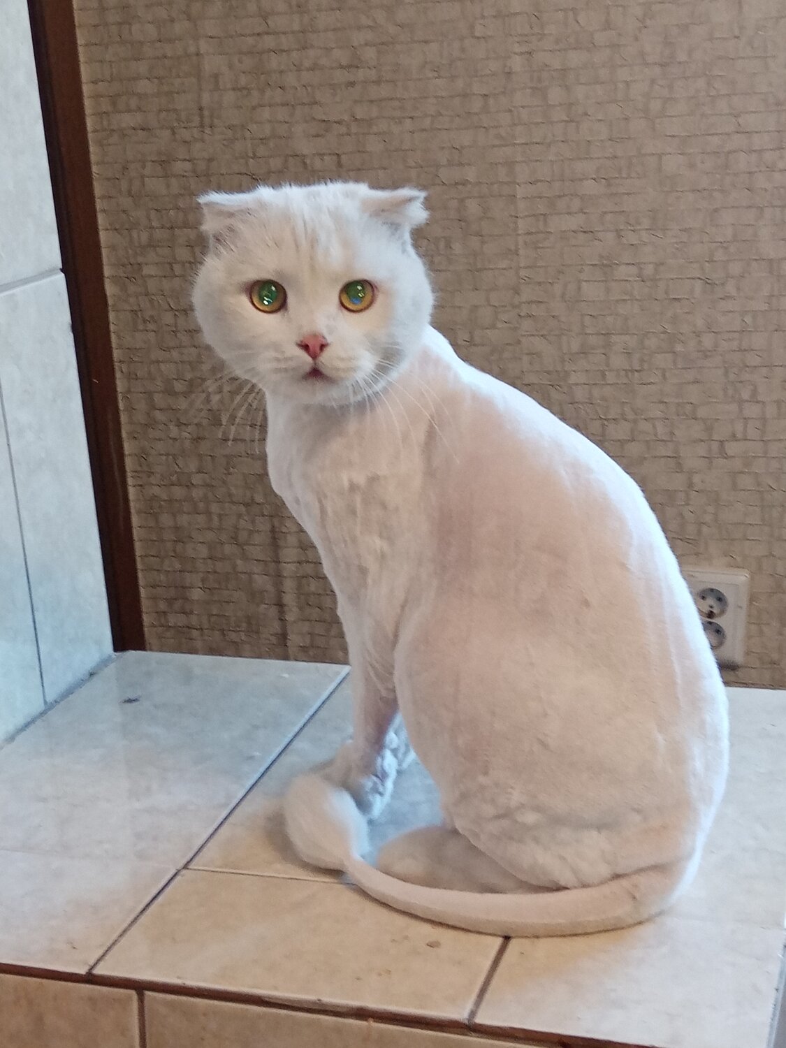 летняя стрижка кота, кот, стриженный белый кот, кошка, стриженные кошки