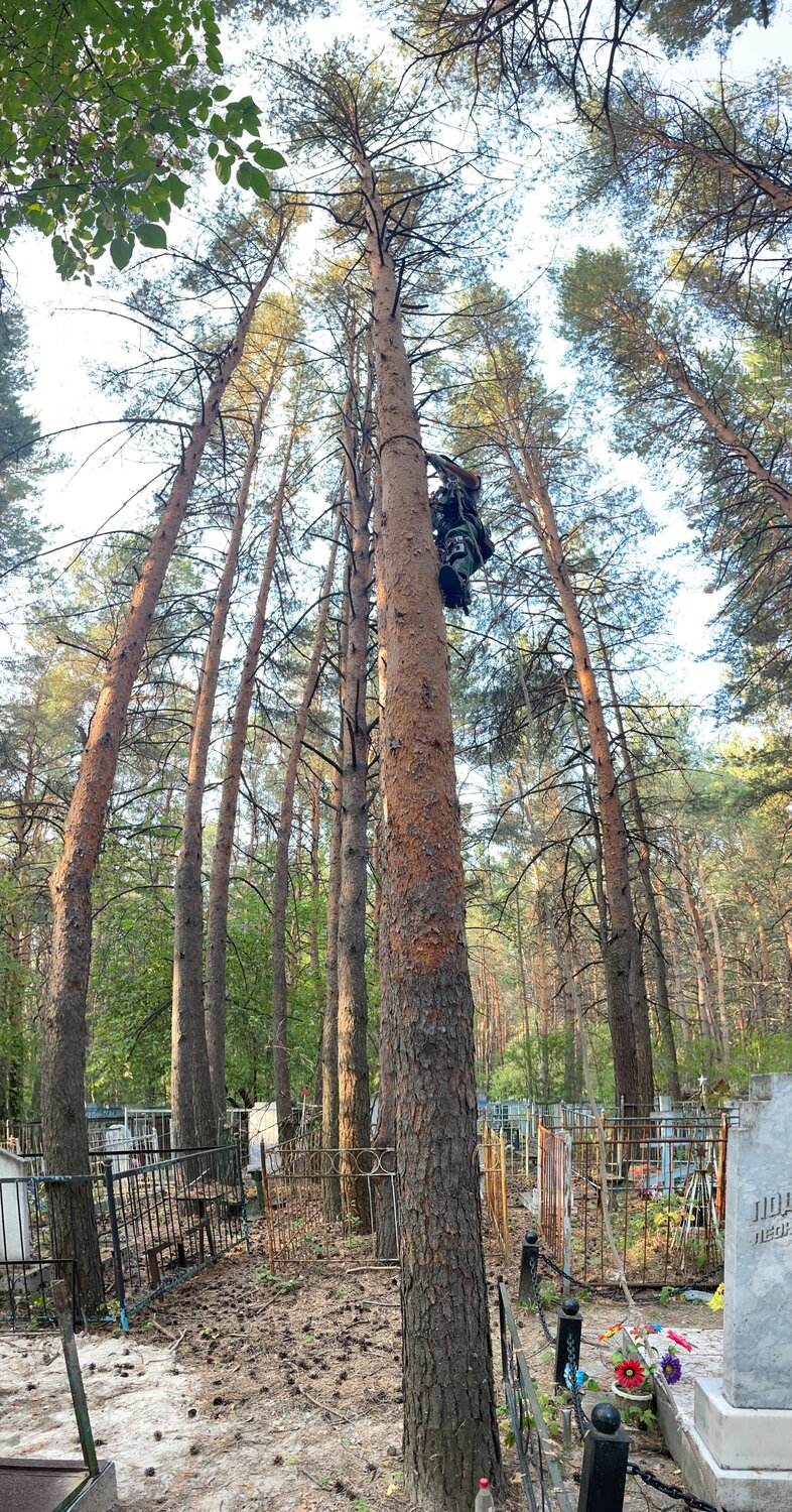 сосновый бор, сосна, лес, маслова пристань лес, судогодское шоссе 31 владимир загородный парк