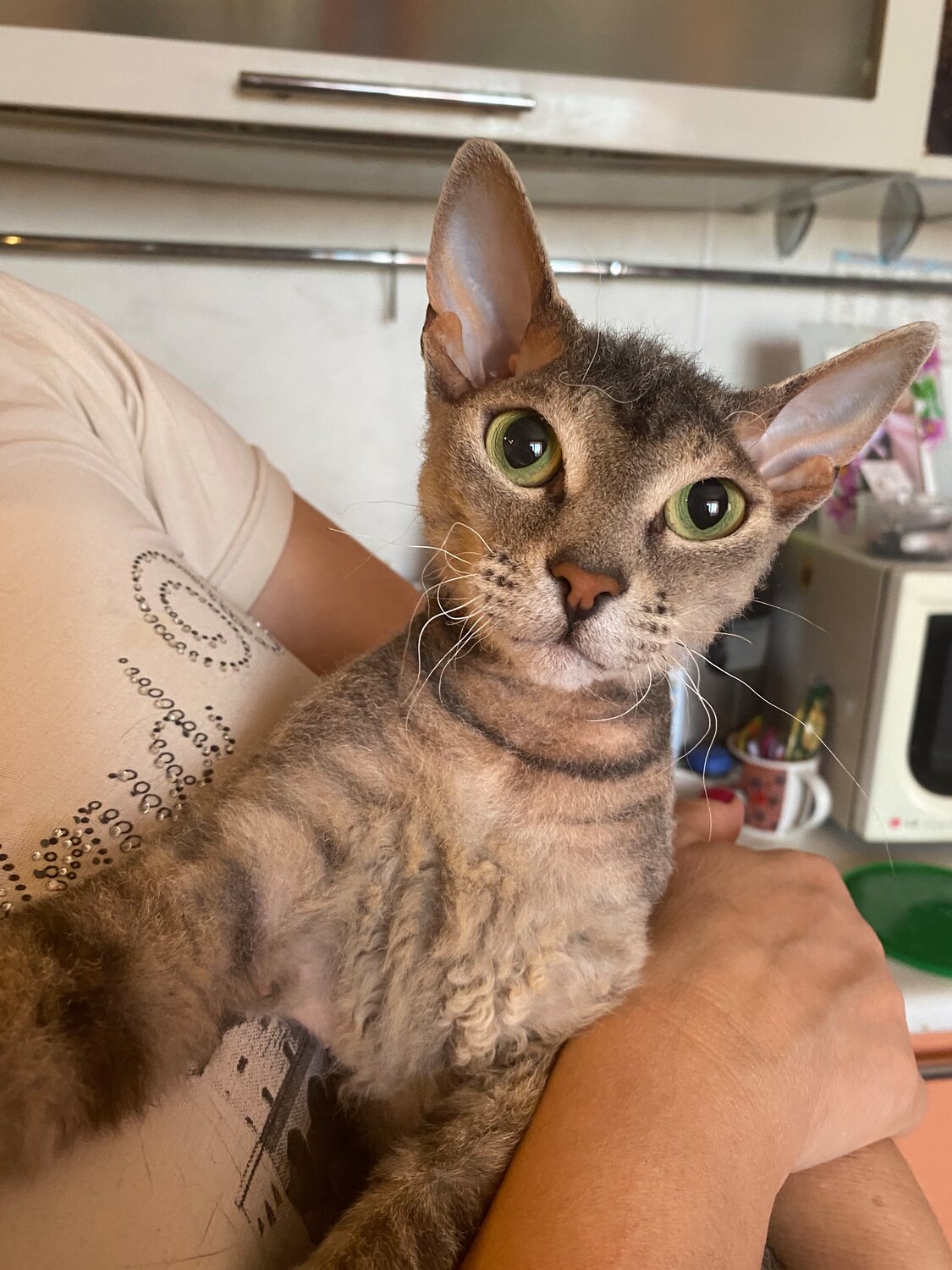 котэ, кот, малые кошки, кошечка, животное