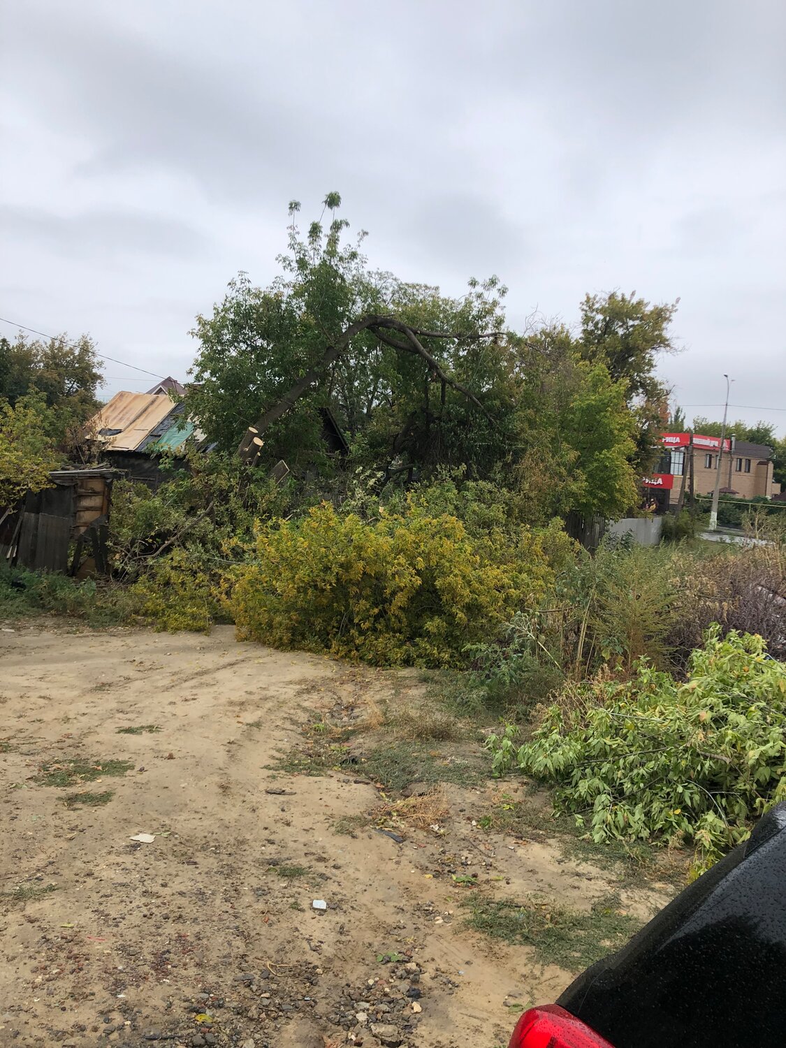 Спил дерева с автовышки, Аварийно-опасное дерево