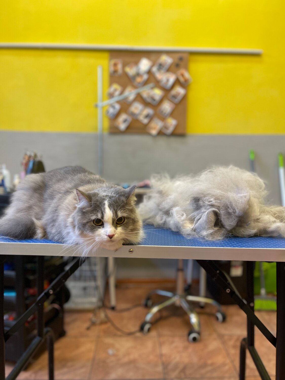 кот, котик, кошка, кошечка, кошек