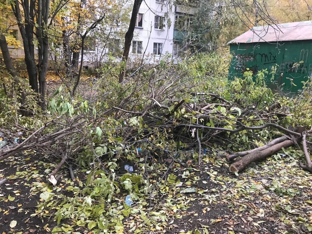участок, лес, таёжный бурелом, дерев