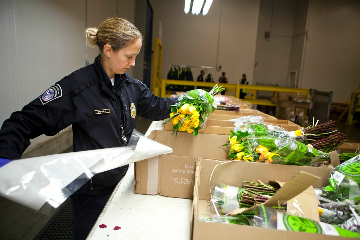 фитосанитарный контроль, фитосанитарный контроль в аэропорту, cbp inspections, цветы на таможне, цветы для таможенника