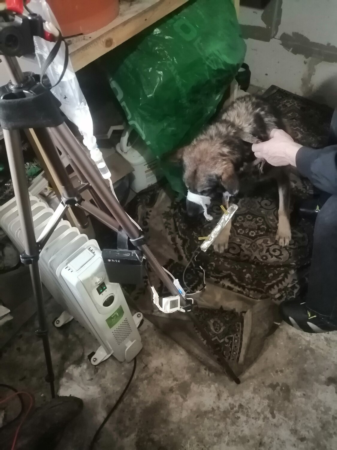 приют для животных, убитые животные, кошачий приют в лесу, приют для бездомных животных, бездомные кошки