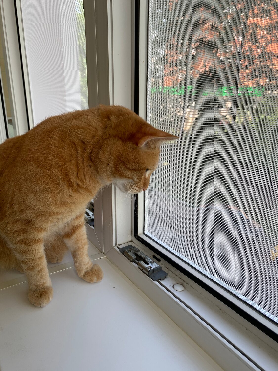 рыжий кот ждет, рыжий кот на окне, кошка, кот, рыжий котик 1 год