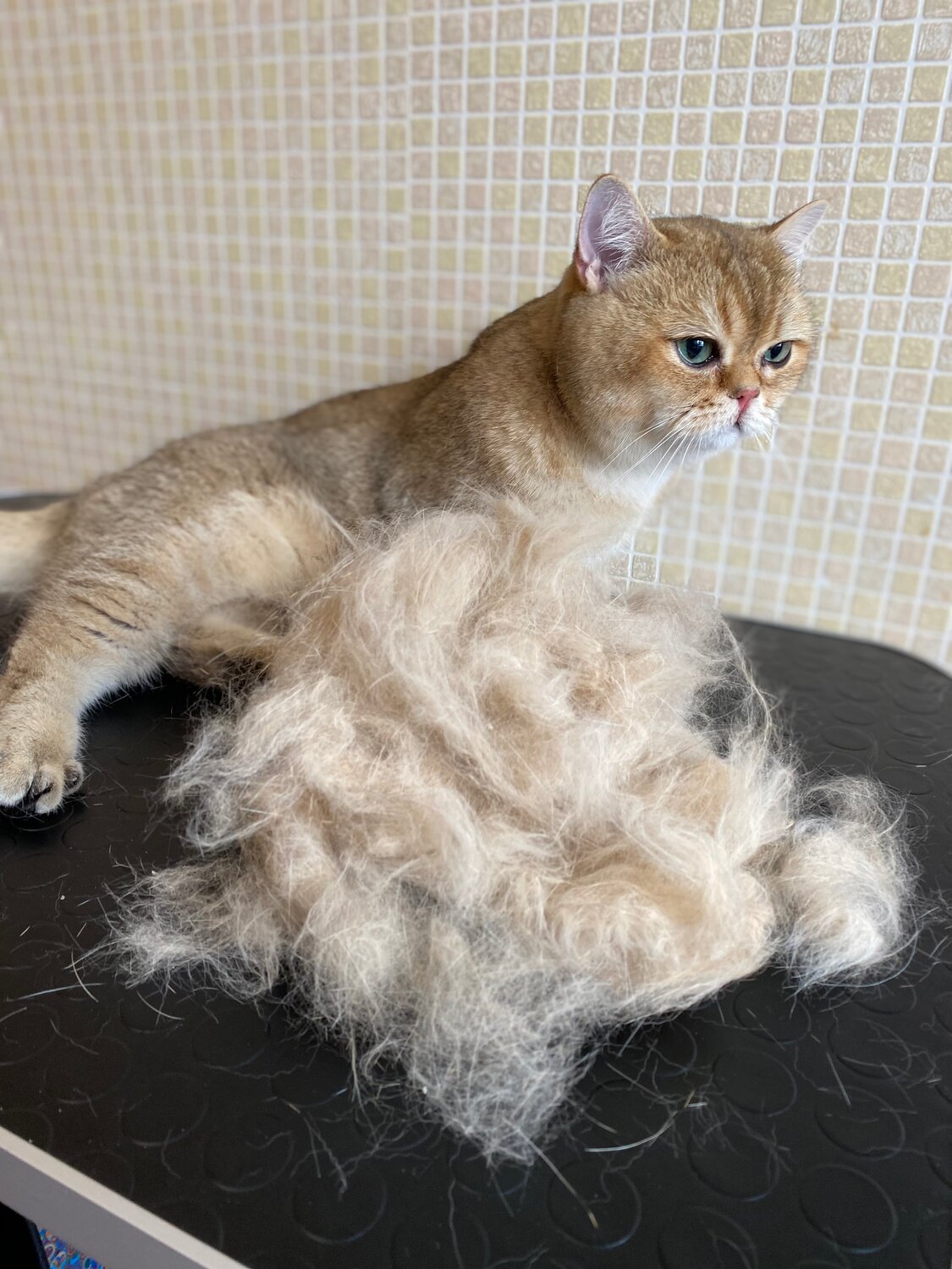 кошка, экспресс линька, шерсть, пушистый, груминг кошки