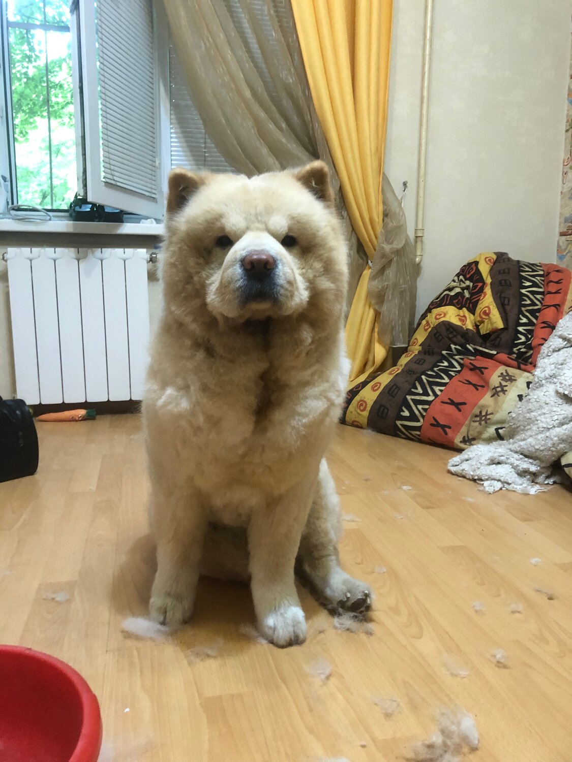 чау-чау, чау чау собака, порода чау чау, чау чау щенки, собака чау