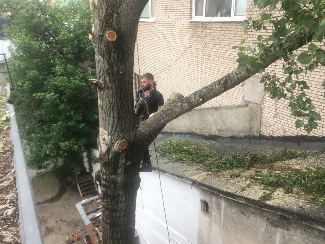 дерево, мебель, дерево упало, ветка дерева, упавшее дерево