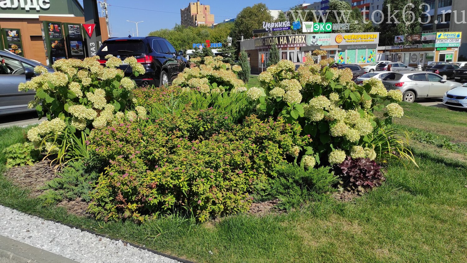 гортензия метельчатая, гортензия древовидная грандифлора, гортензия метельчатая лаймлайт, гортензия древовидная, растение