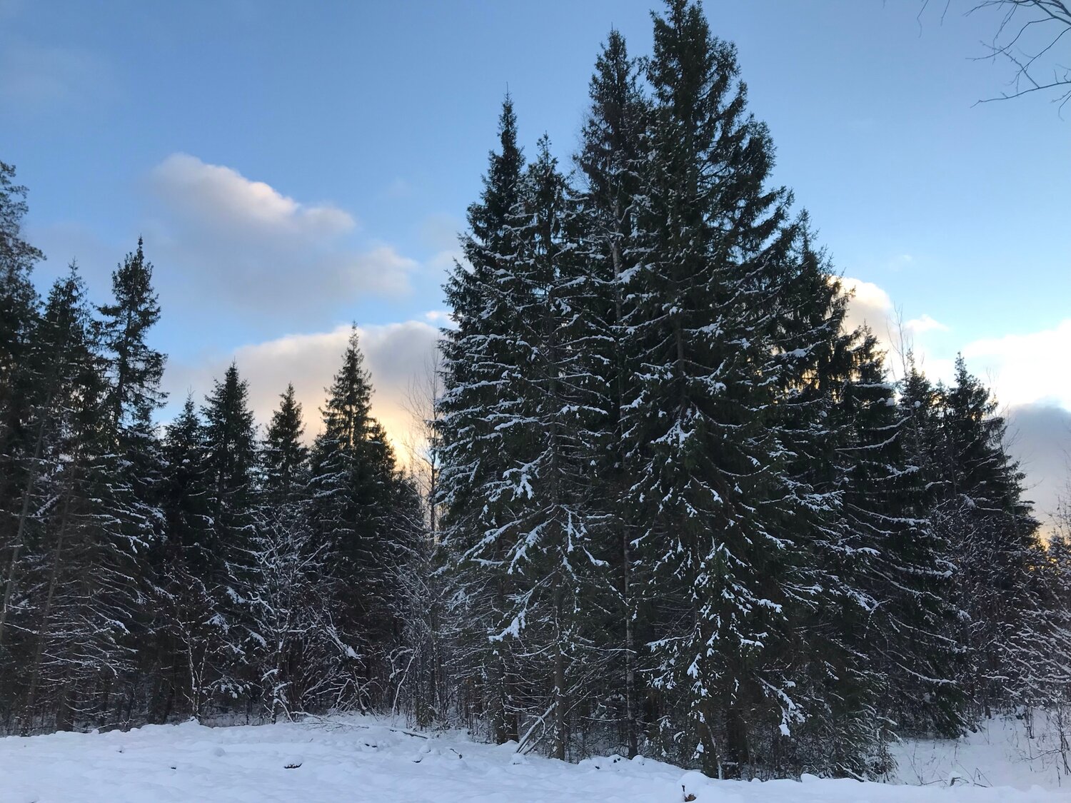 зимний лес, зимний пейзаж, лес, зимнее, природа