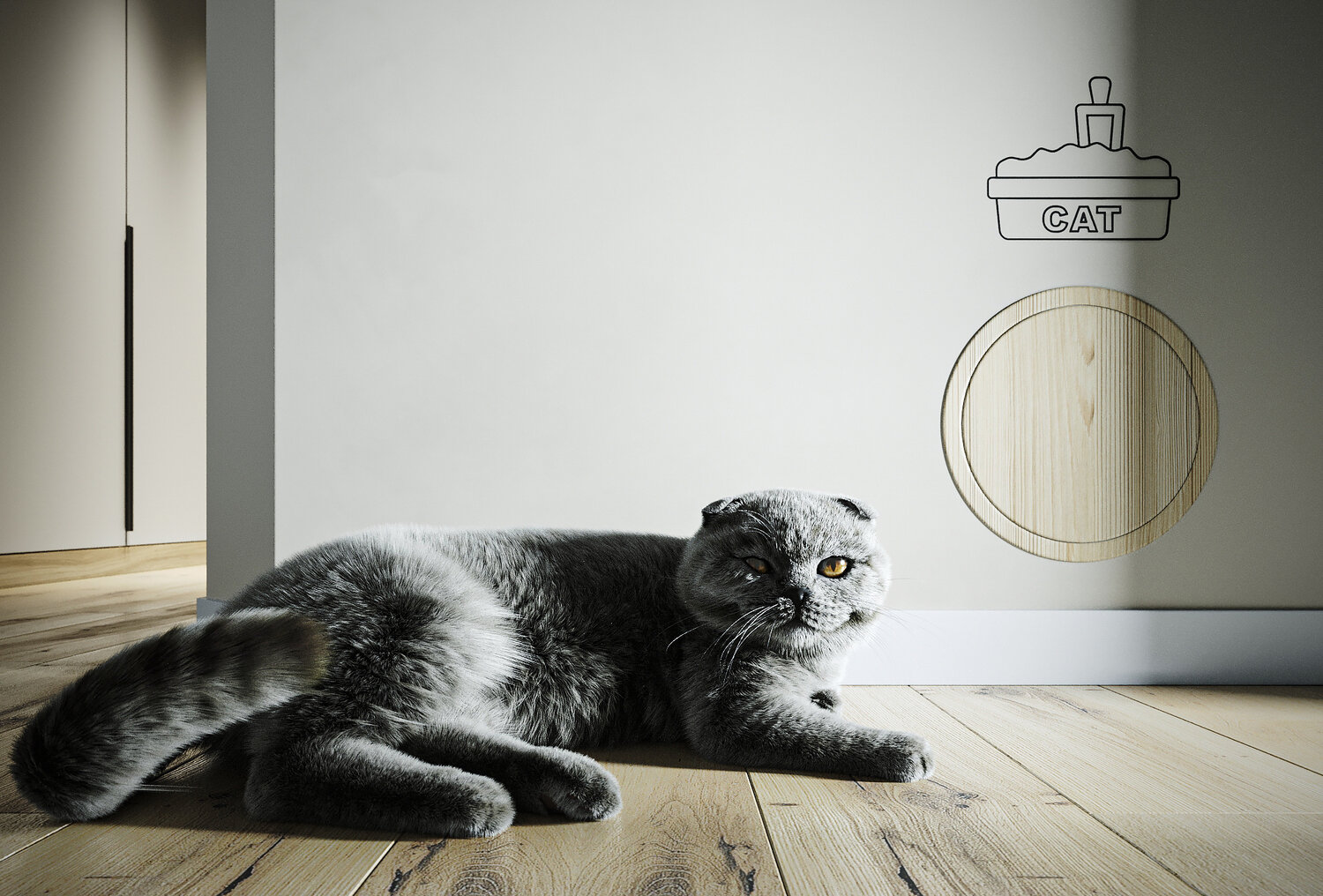 скоттиш фолд, шотландская кошка, серая кошка, кот, вислоухий кот