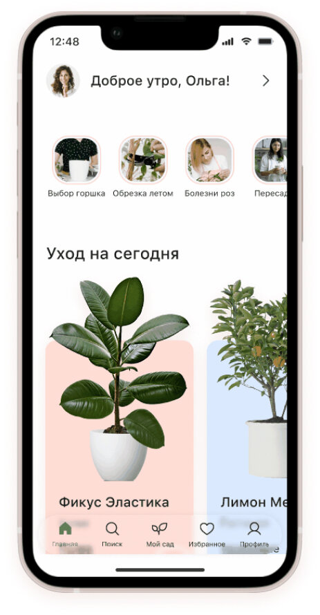 фикус, фикус бенджамина каучуконосный, фикус каучуконосный, фикус каучуконосный эластика, комнатные растения фикус