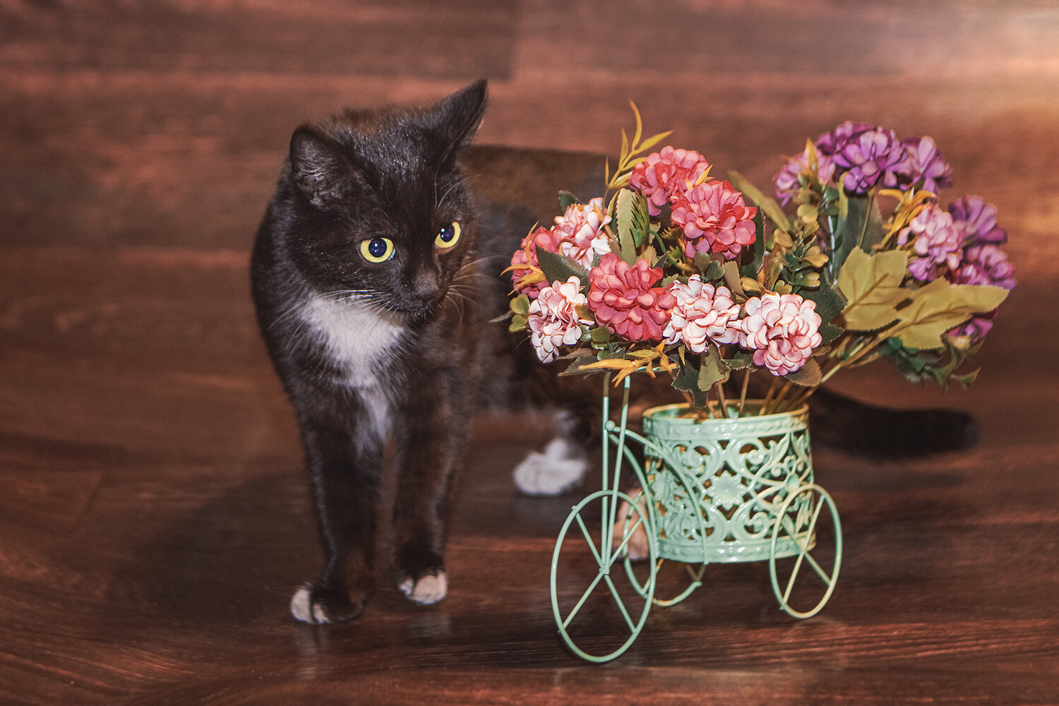 кошки, кошечка, кошка, чёрная кошечка, кот