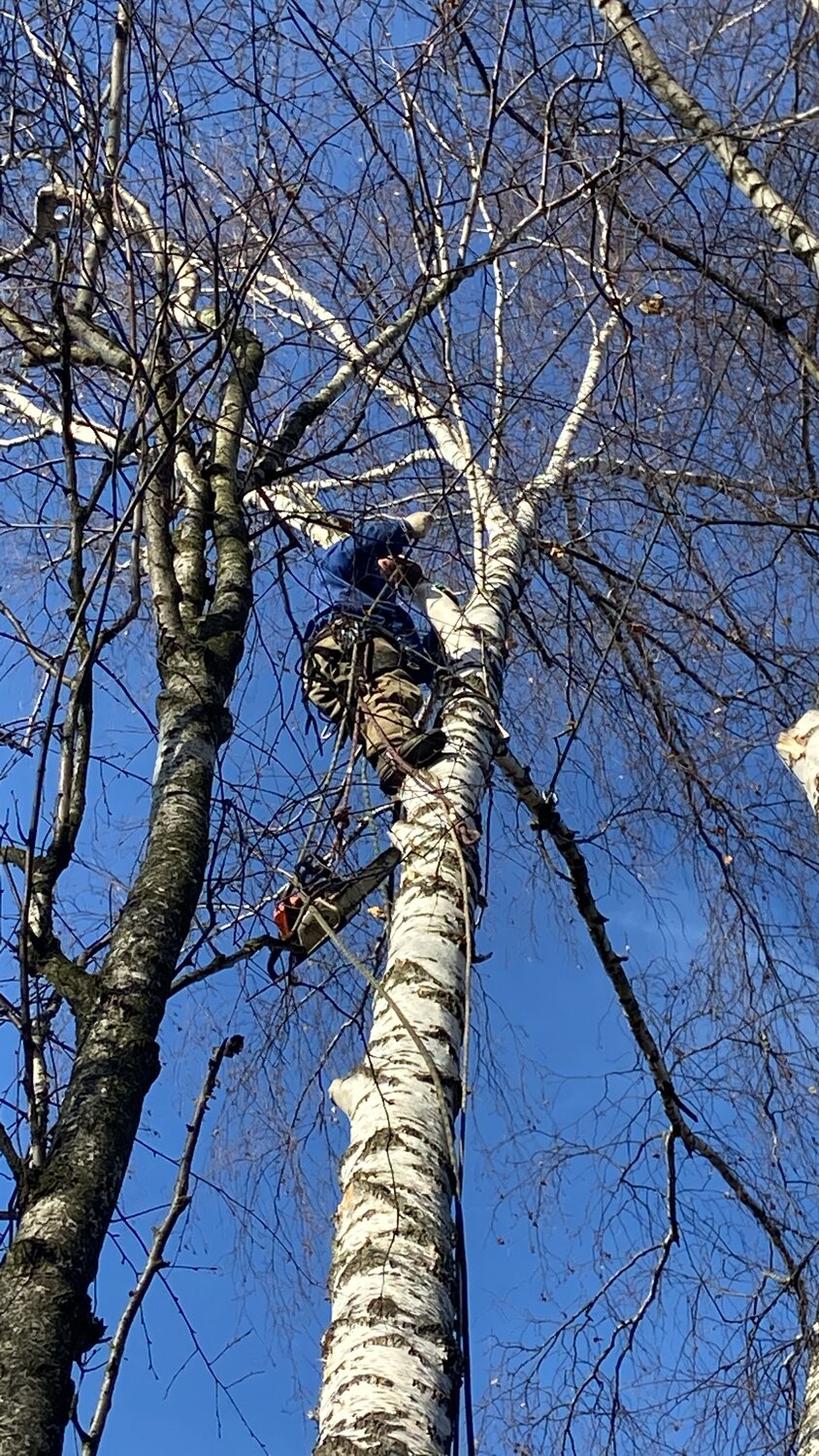кронирование деревьев москва, спиливание березы, дерево, аварийные деревья, март высокое дерево