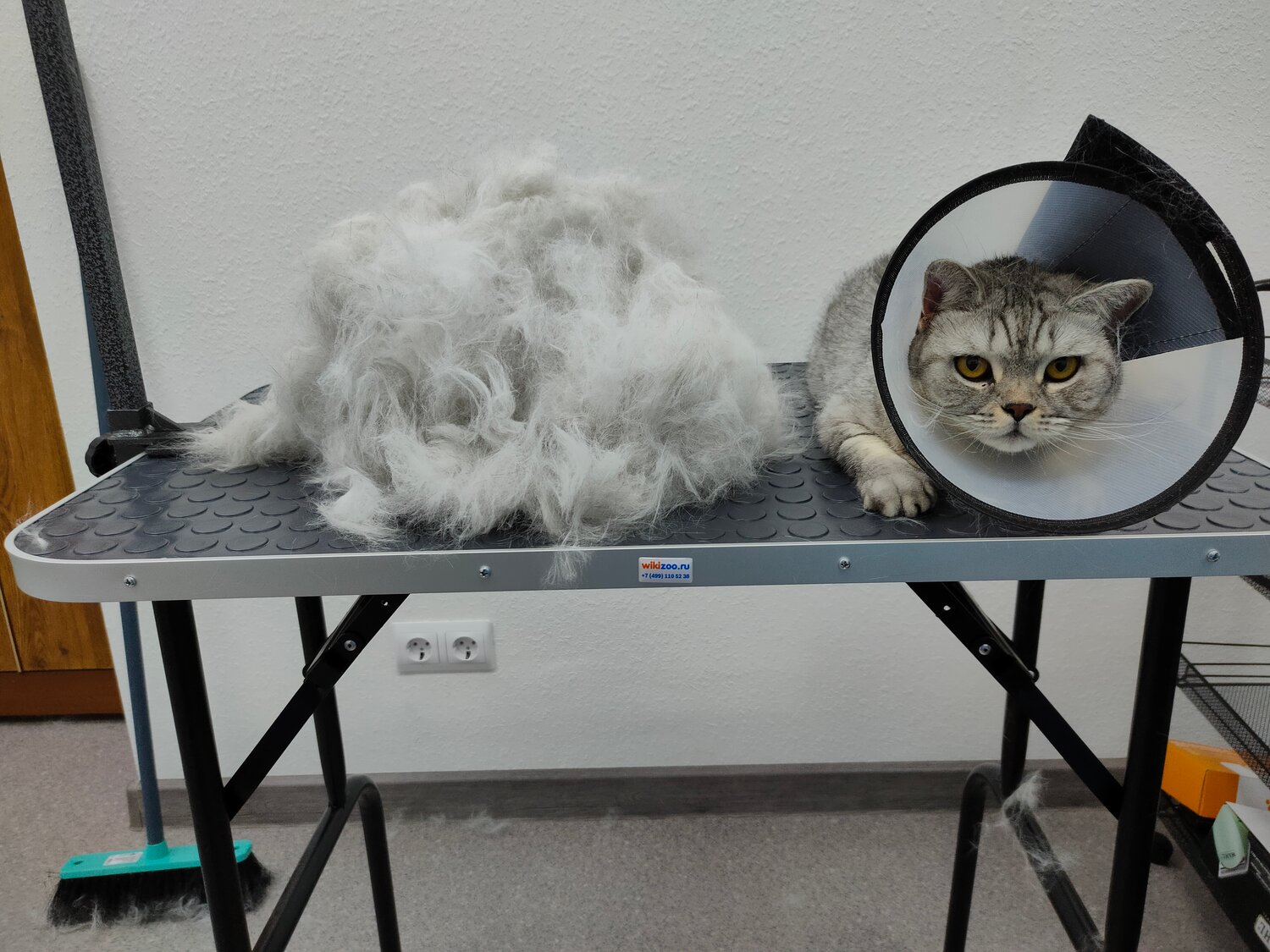 экспресс линька, животные, экспресс линька кота, кошечка, подстриженная кошка