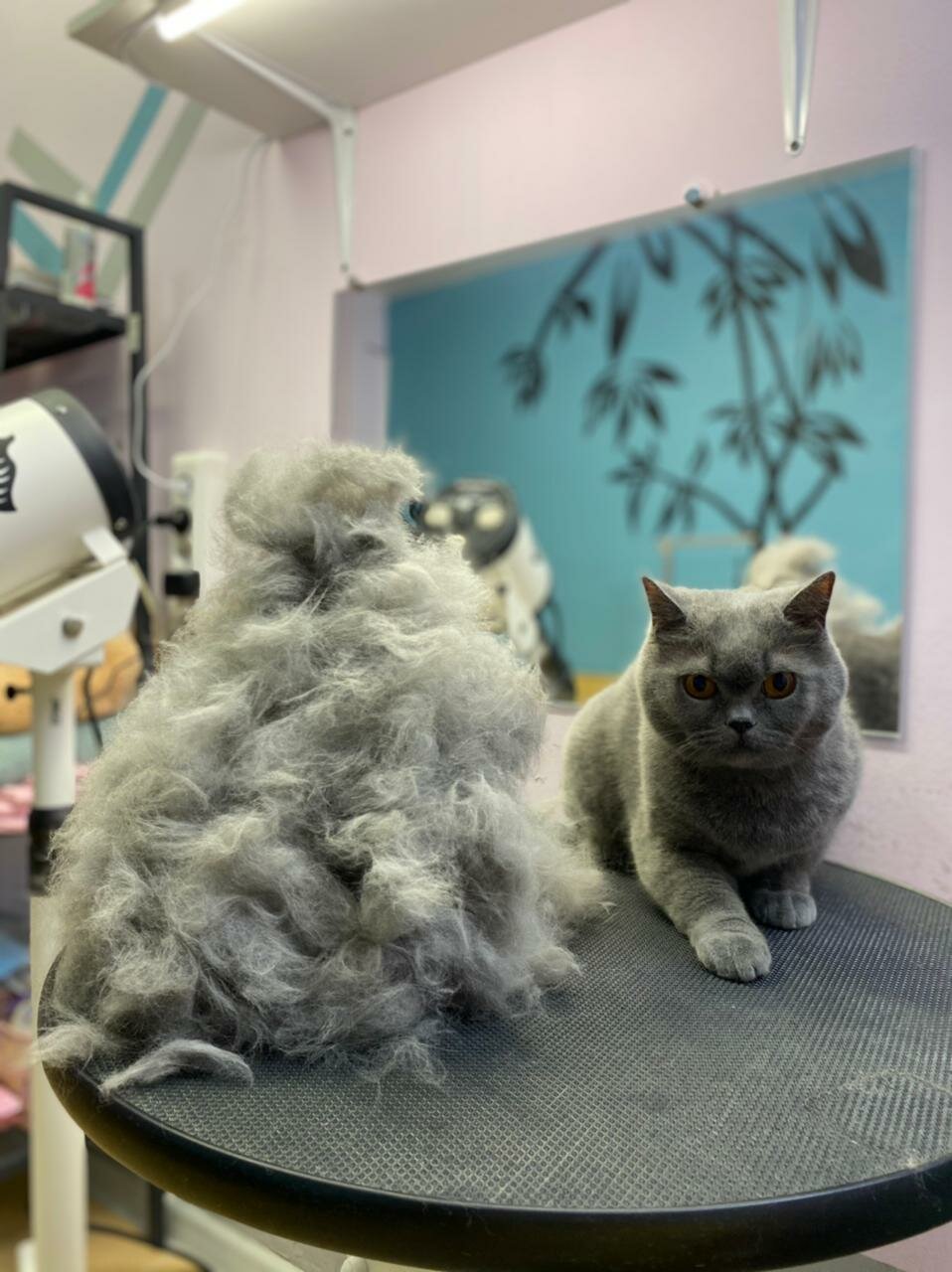 кот, британская кошка котенок, кошечка, британские короткошерстные котята, кошка британская