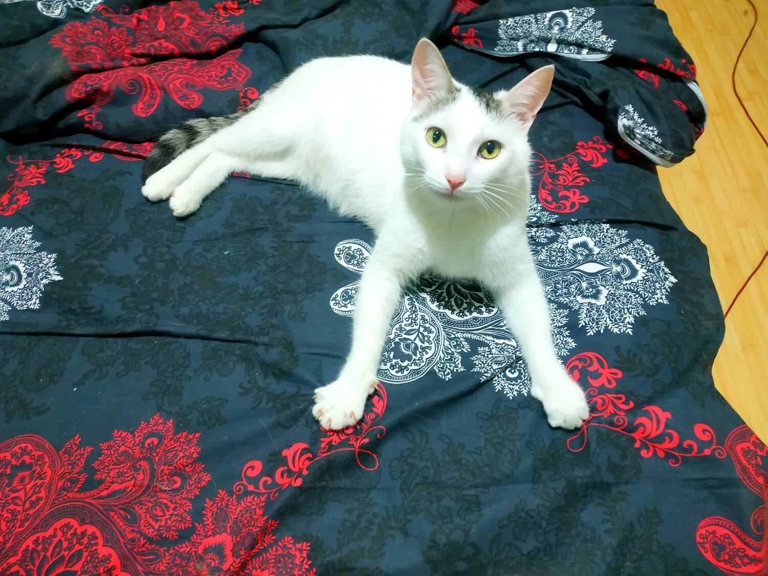кошка, кот, кошечка, котик, животные