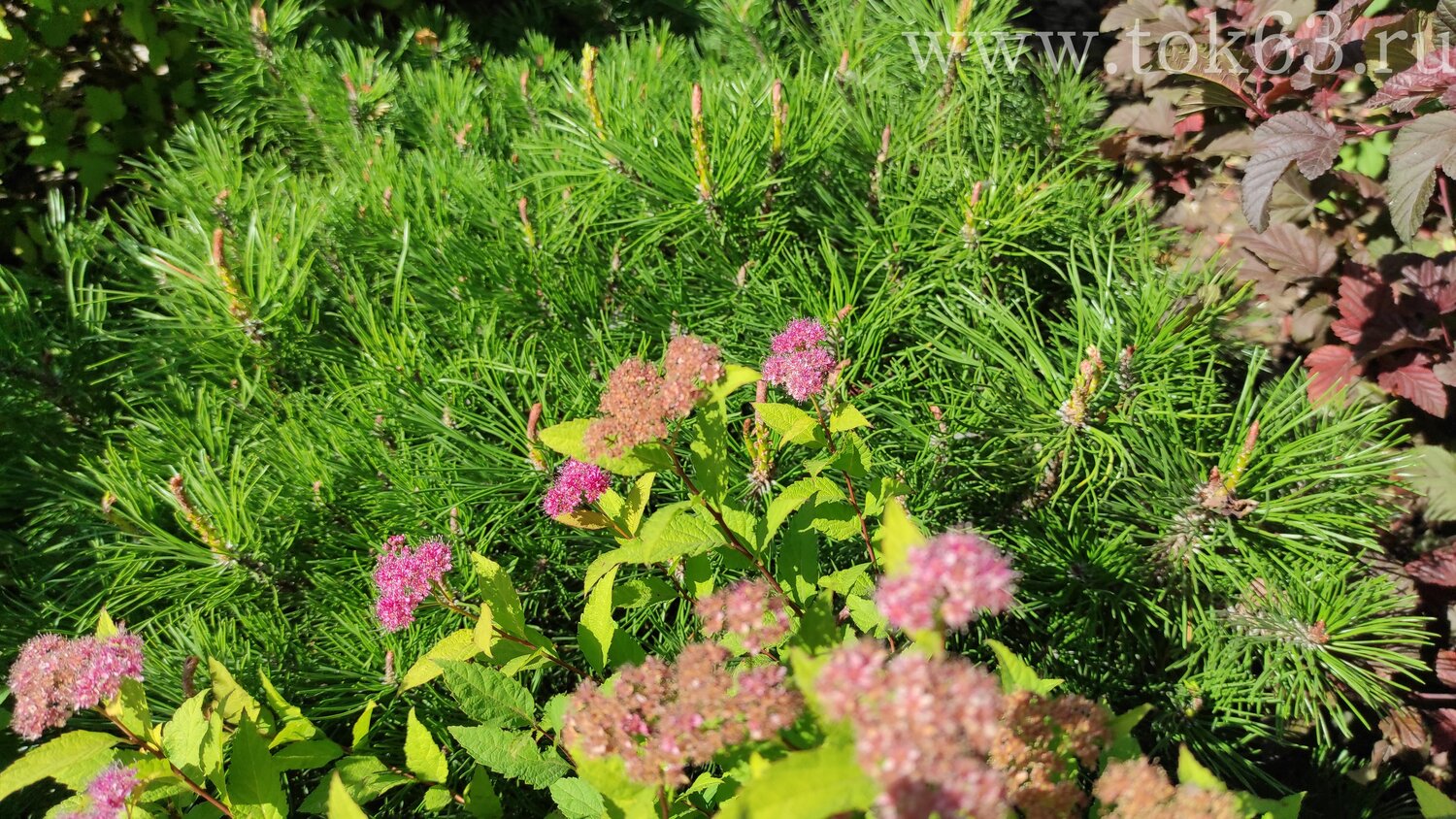 горная сосна, сосна, сосна пумилио, озеленение участка, сосна горная пумилио