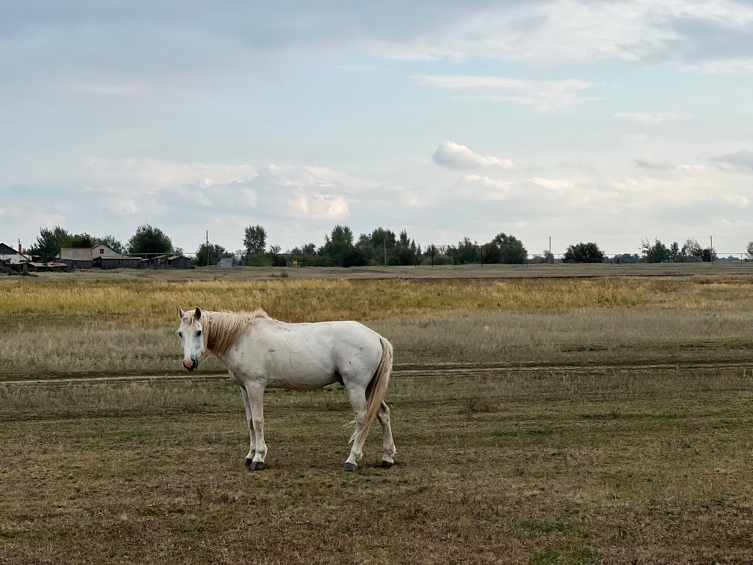 белая лошадь в загоне, лошадь, белая лошадь, лошадь лошадь, австралийская пастушья лошадь