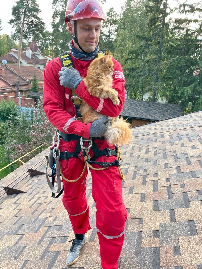 помочь приютам для животных, спасатель котов, спасатель, кот спасатель, мужчина