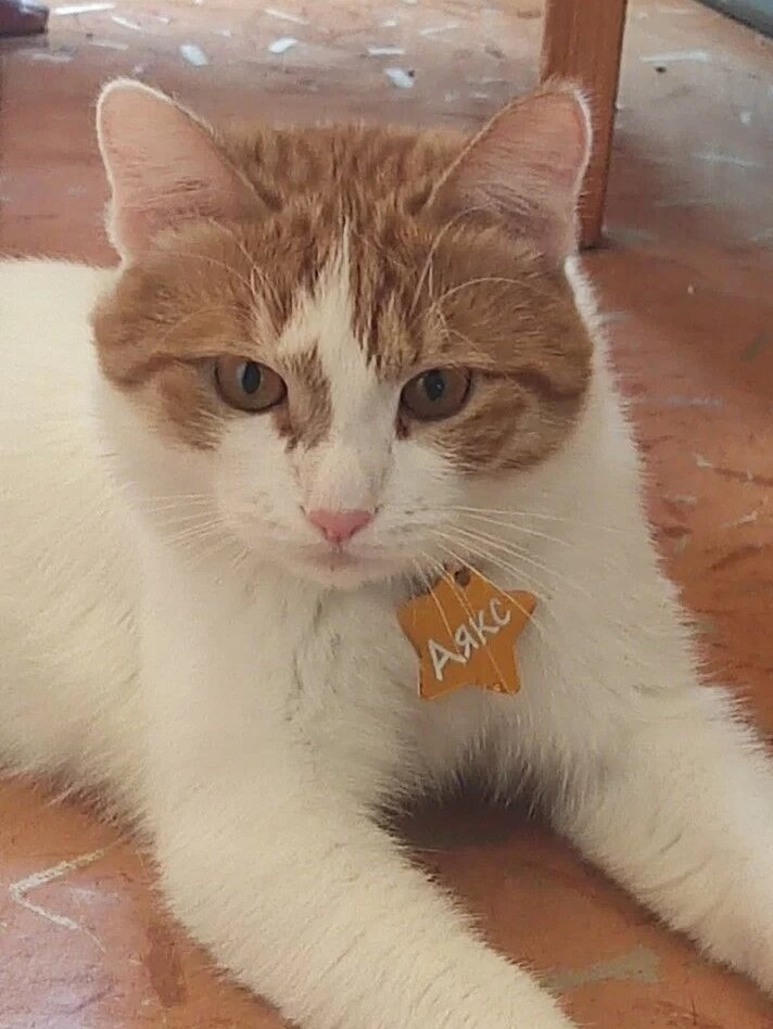 кот, кошка, кошки, пусич кот, рыжая кошка