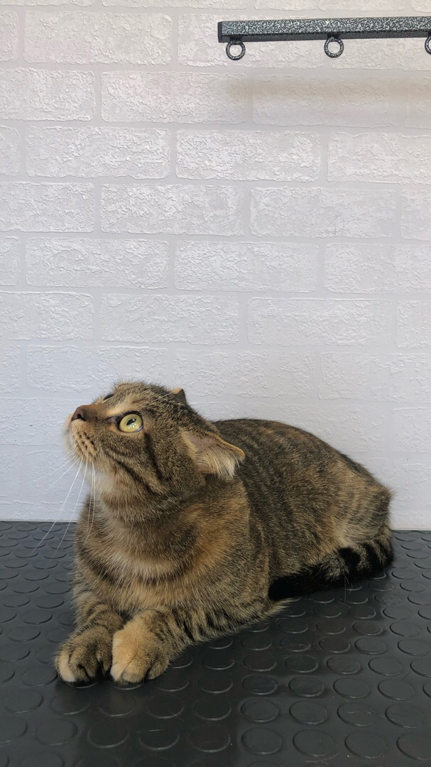 шотландская вислоухая кошка, шотландская кошка, кошка скоттиш фолд, кошка, вислоухая кошка