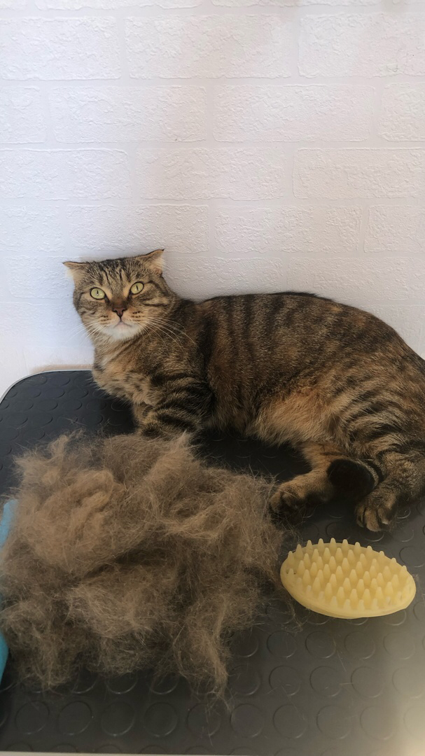 кот, кошка, домашний кот, кошка камышовая, кошечка