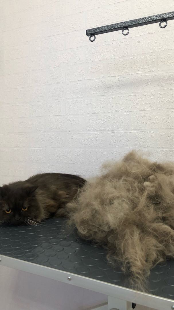подстриженная кошка, подстриженный кот, кошка, стрижка кошки, шерсть кошки