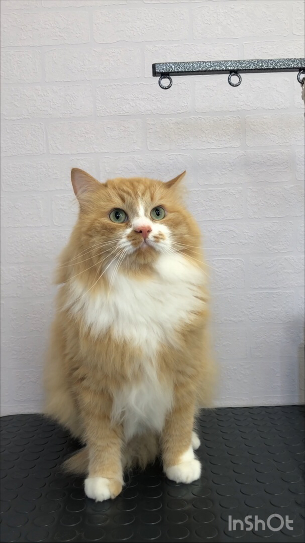 бело рыжий кот, кошка, кот, кот рыжий, кошка окрас