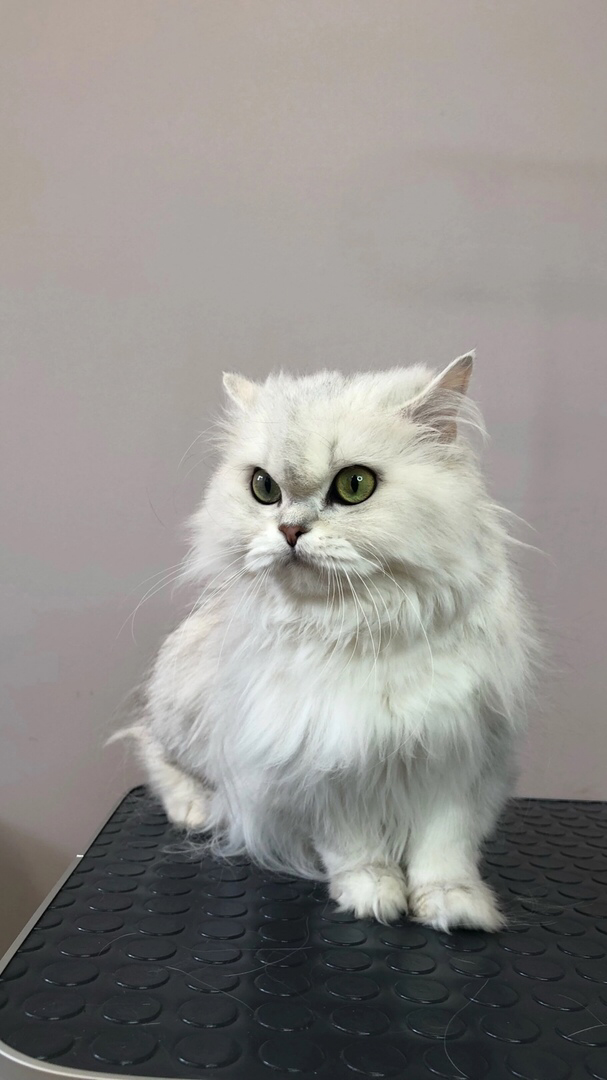 персидская кошка, длинношерстные кошки, британская шиншилла длинношерстная кошка, кошечка, кошка