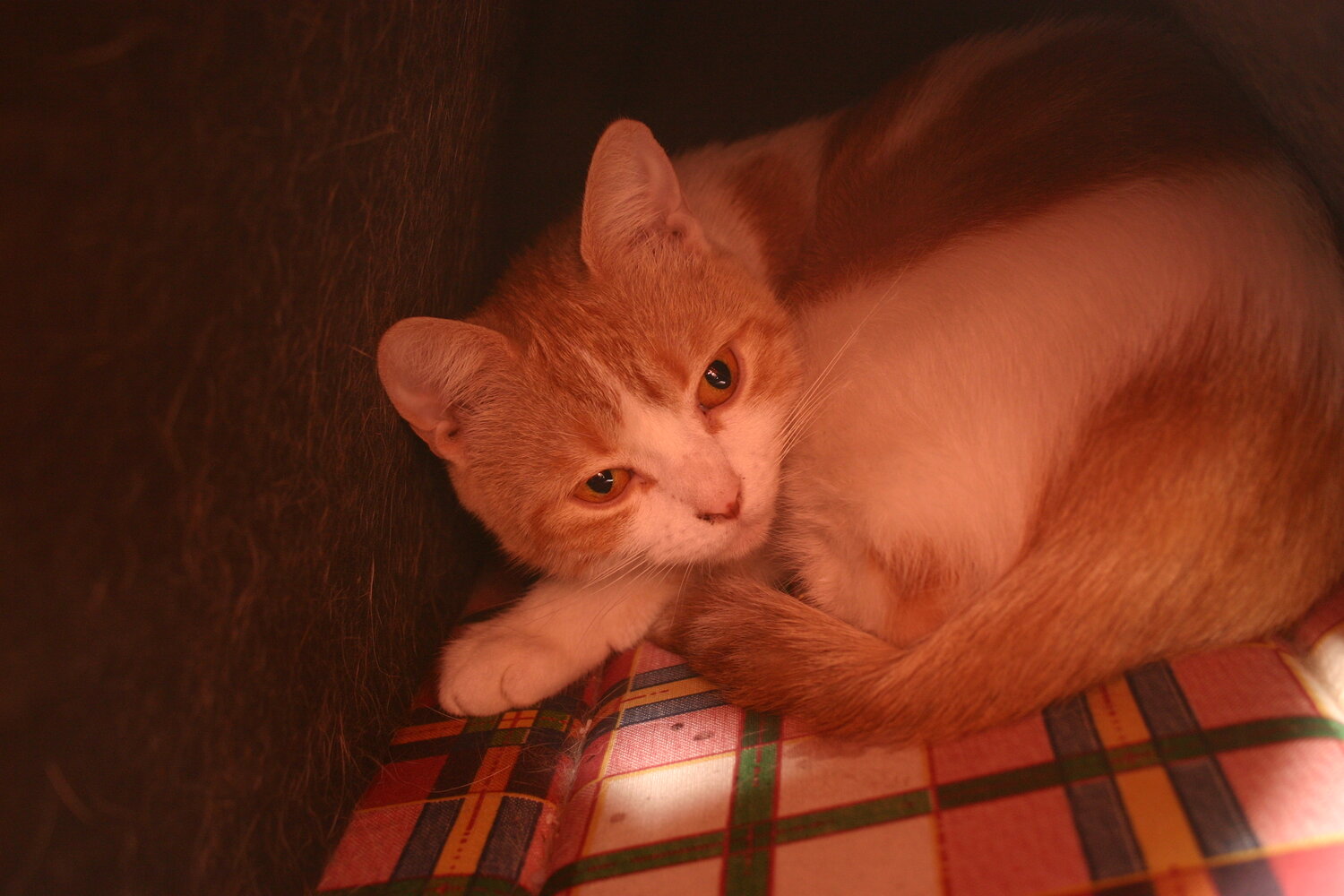 кот, рыжий кот, кошка рыжая, рыжие котики, кошка