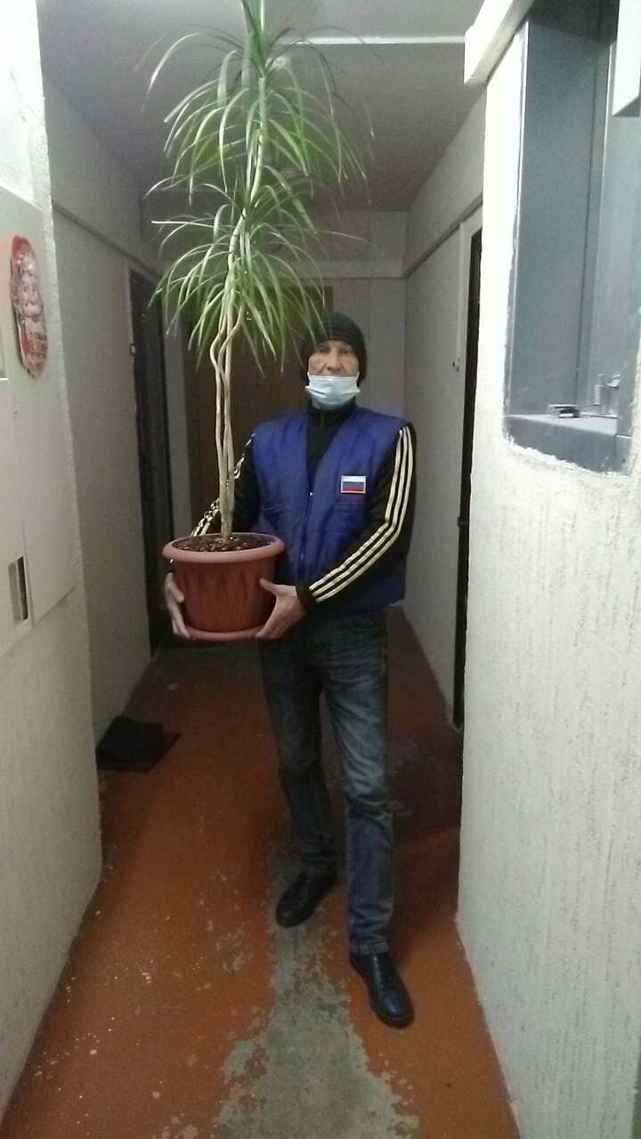 человек, драцена гибнет форум, драцена окаймлённая, драцена, растения