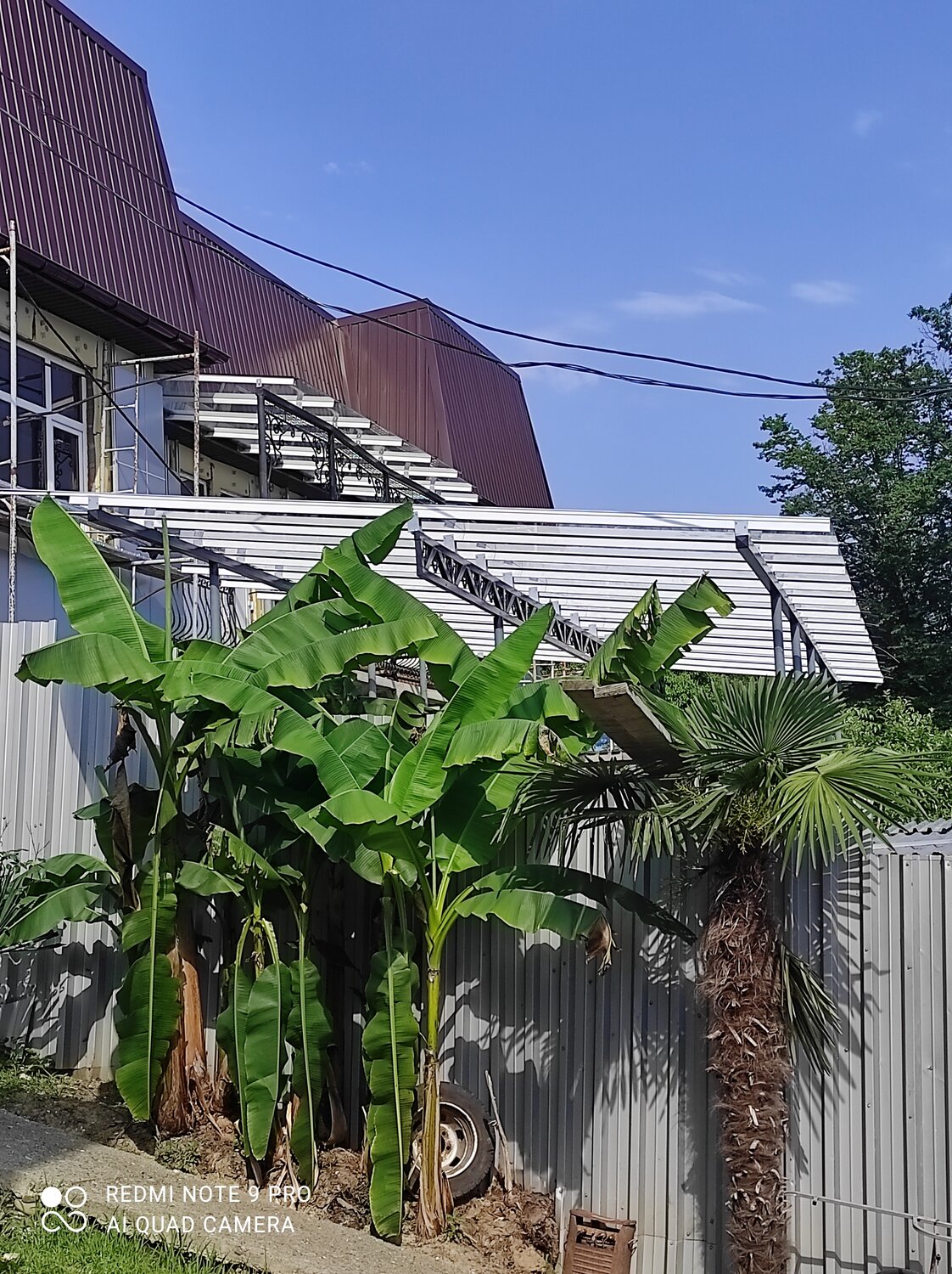лазаревское, лазаревское калараш 101, лазаревское речная 2, калараш 123 лазаревское, бананы в сочи растут