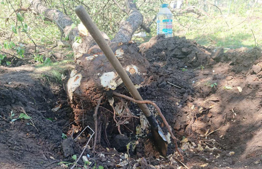 корчевка деревьев на дачном участке, посадочная яма, корчевание, корчевание маленьких деревьев, выкапывание кустов