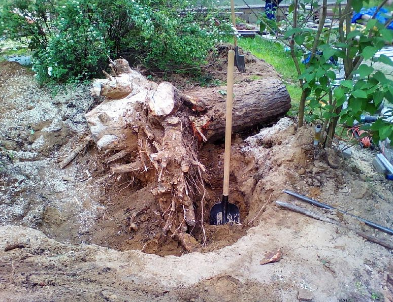 корчевание пней, корчевание сосны, лопата для выкорчевывания пня, корчевка кустарника, корчевание