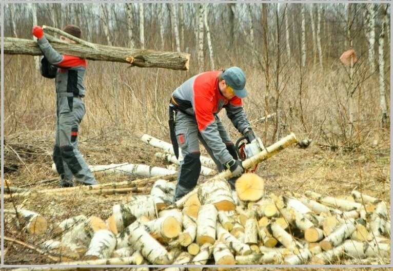 человек с пилой в лесу, лесорубы, сбор валежника в лесу, валка деревьев бензопилой техника, спил деревьев пилой штиль