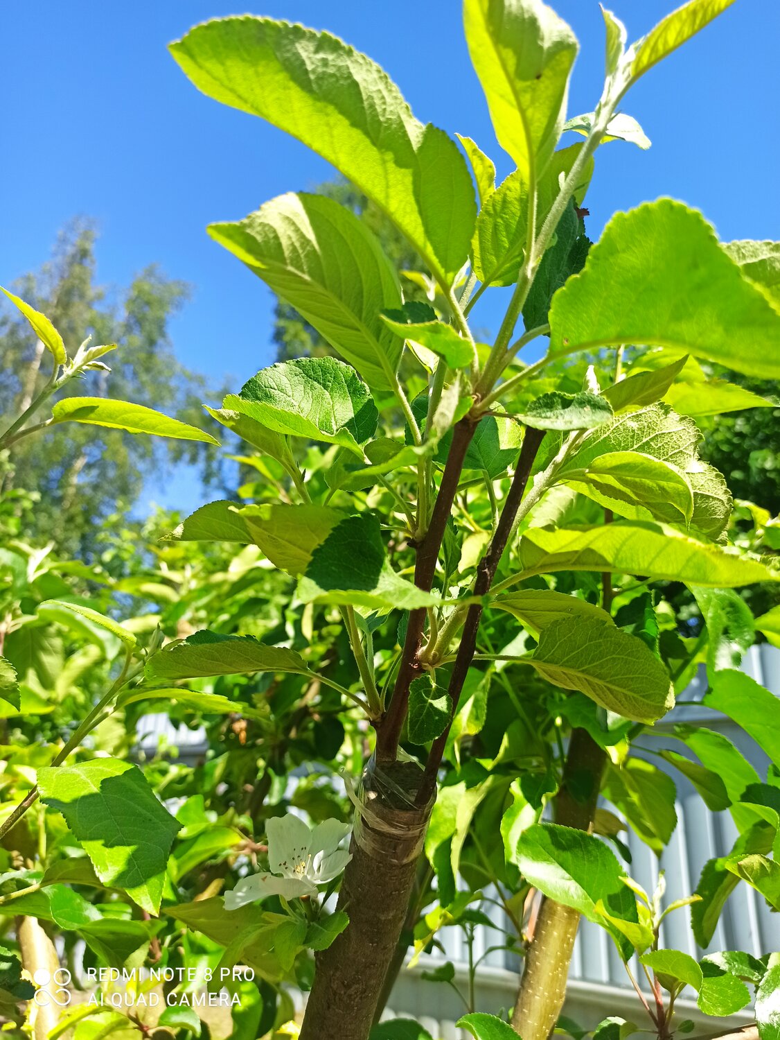 природа, листья, растения, листья черешни желтун, bitter leaf plant