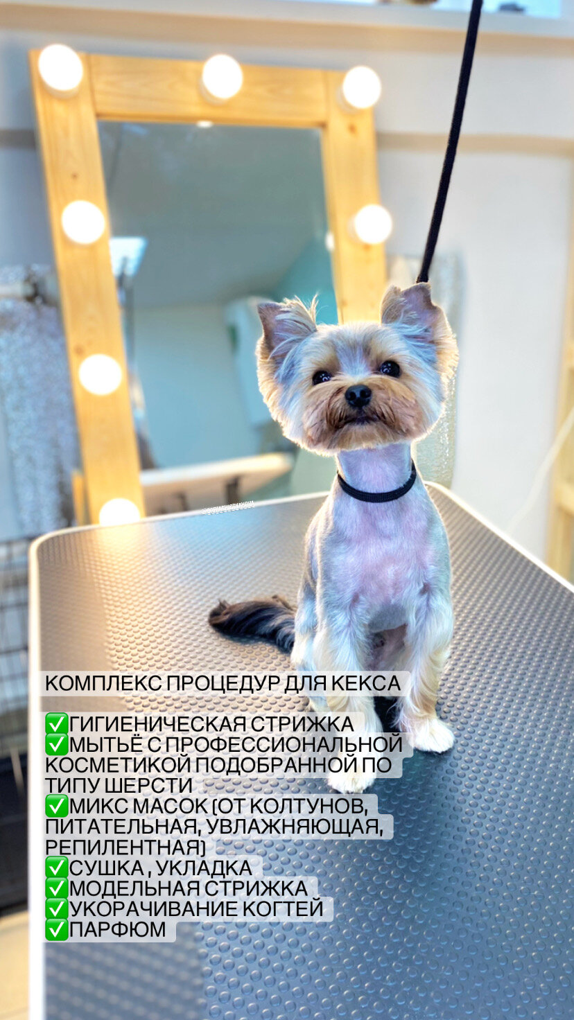 стрижка йорка, йоркширский терьер, стрижка йорка девочки, стрижка йорка мальчика, стрижка собак
