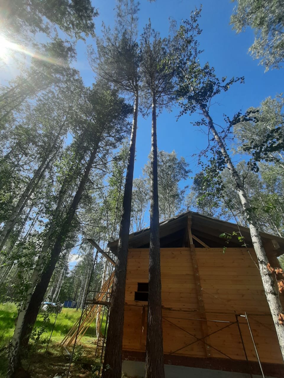 дома на деревьях, гостиница на дереве, швеция (treehotel), домик на дереве, tree hotel швеция харадс, отель на деревьях treehotel швеция