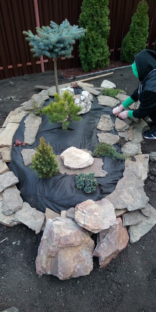 ель глаука глобоза, ель колючая глаука глобоза, ель колючая glauca globosa, ель глаука глобоза на штамбе, ель колючая