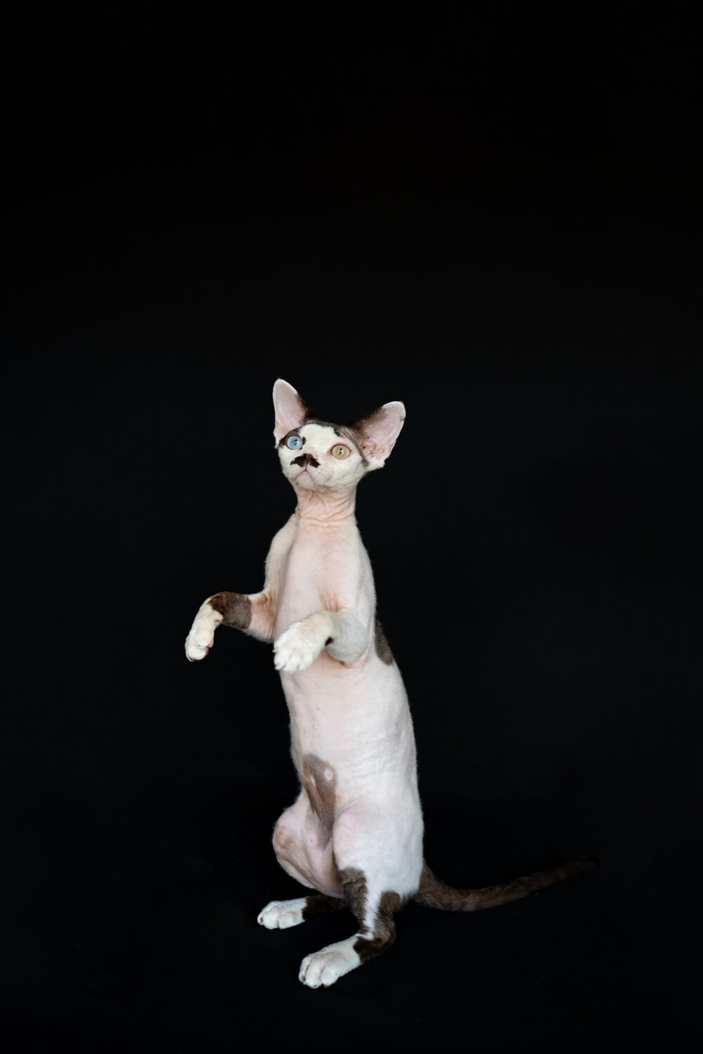 кошка сфинкс, сфинкс, канадский сфинкс, кошка канадский сфинкс, сфинкс кот