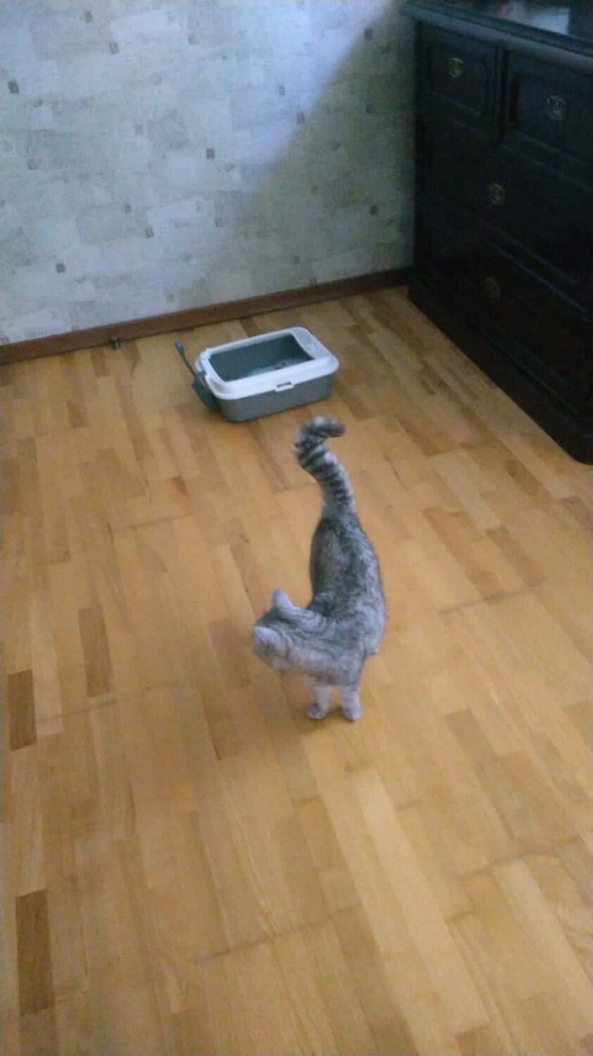 кошка, кот, животные, котик, кошечка