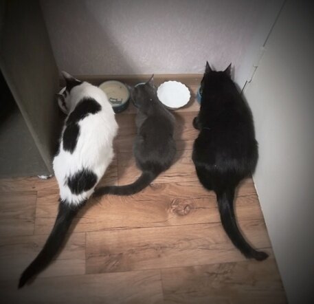 кошка, котики, кот, животные, коты