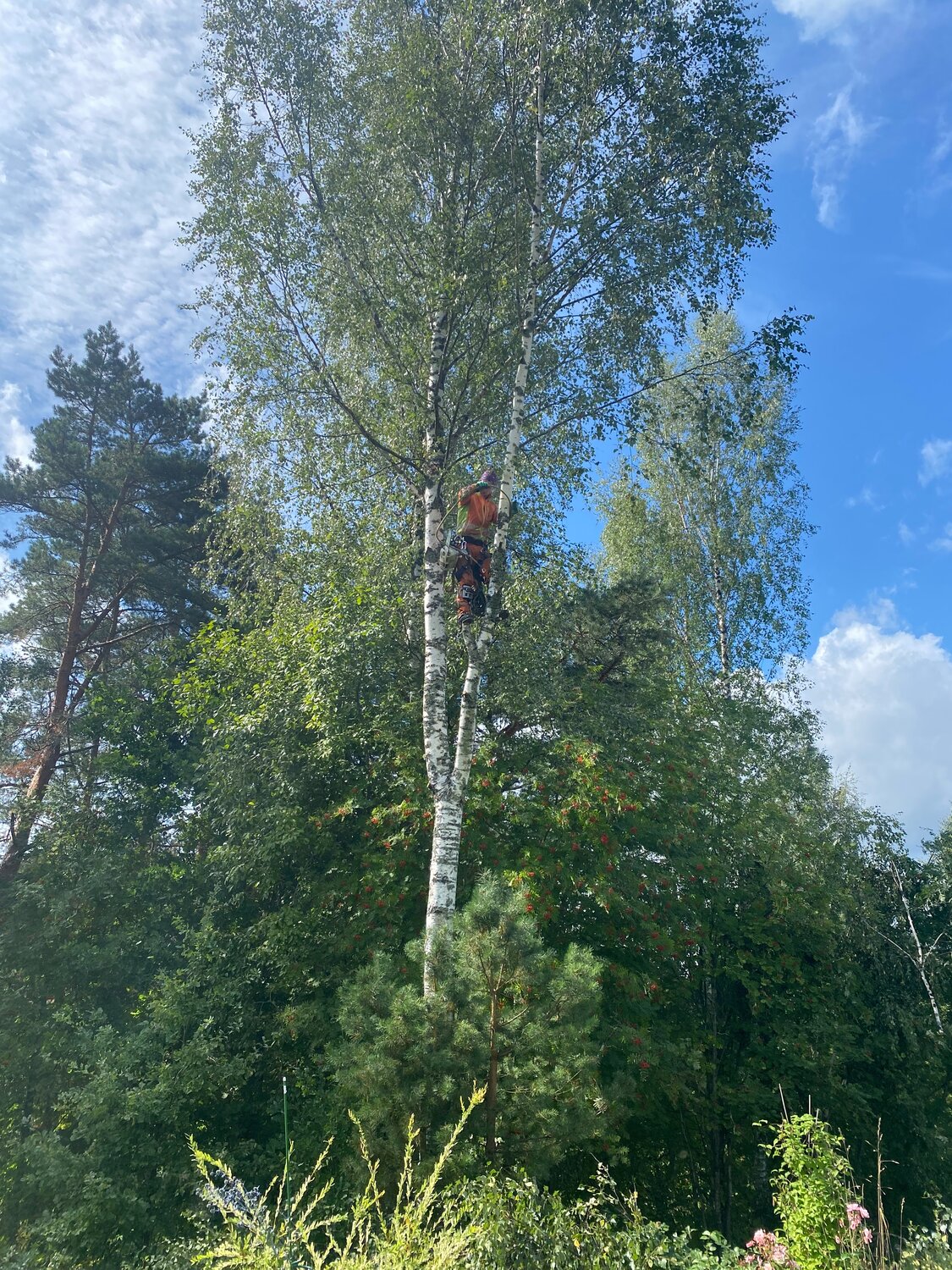 береза, берёза повислая, берёза ойковская, троица береза, берёза полезная