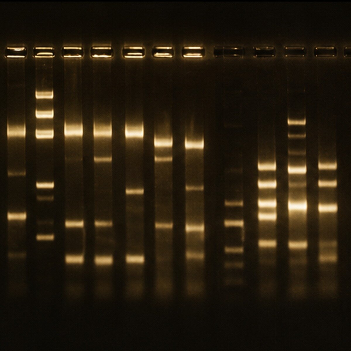 gel electrophoresis, �������������������� ���������������������������������������� �������� ������������������ �������������� ������������������ puc ������ �� ������������������ �������� ��������������������������, agarose gel electrophoresis, ���������������������������������� ���������������������� ������, polymerase chain reaction